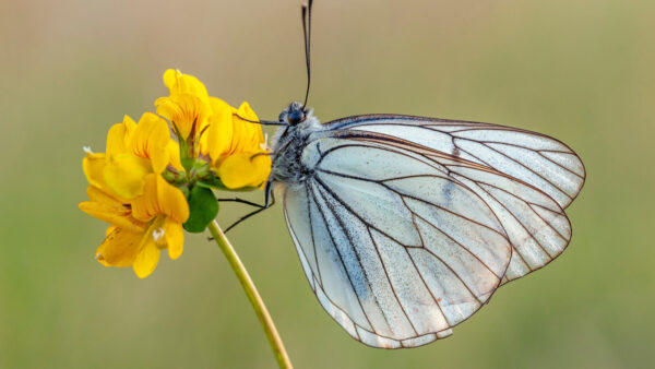 Wallpaper Desktop, Stripes, Light, Yellow, Brown, White, Flower, Butterfly