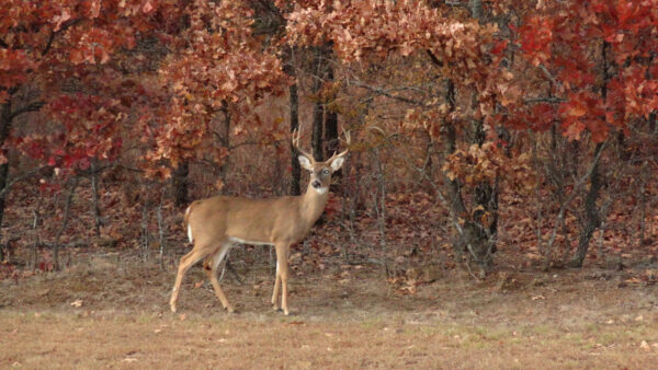 Wallpaper Virginia, Deer