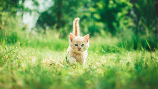 Wallpaper Green, Blur, Light, Leaves, Walking, Mobile, Kitten, Trees, Background, Cat, Desktop, Grass, Brown