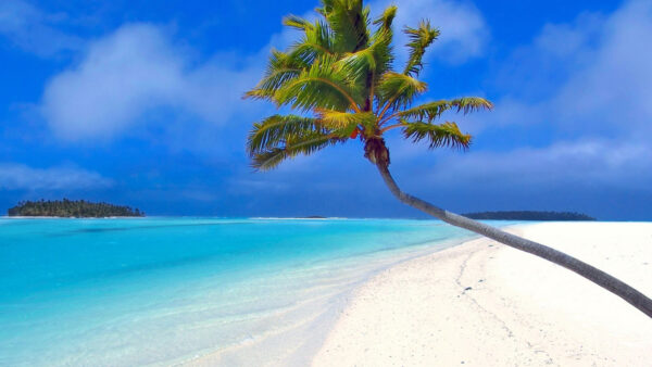 Wallpaper Sky, Tree, Palm, Beach, Under, Sand, Blue