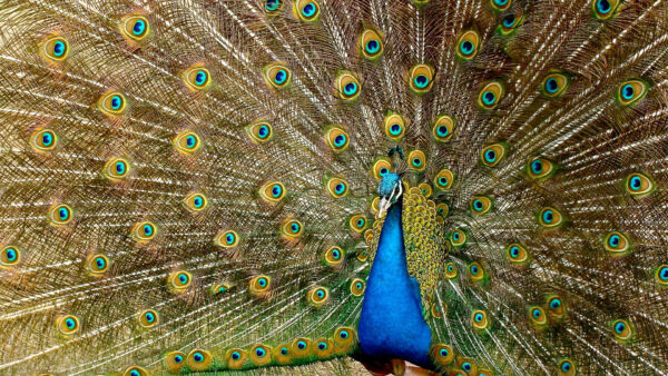 Wallpaper Peacock, Desktop, Birds, Beautiful, Open, With, Wings