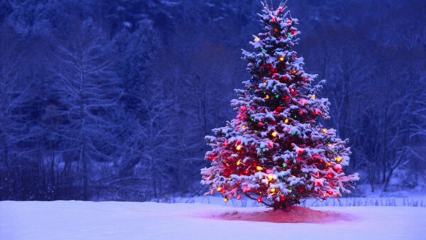 Wallpaper Snow, Decoration, Forest, Christmas, Covered, Background, Desktop, Tree