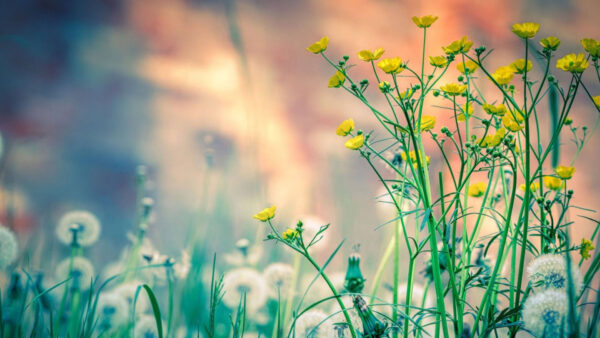 Wallpaper Yellow, Flowers, Plants