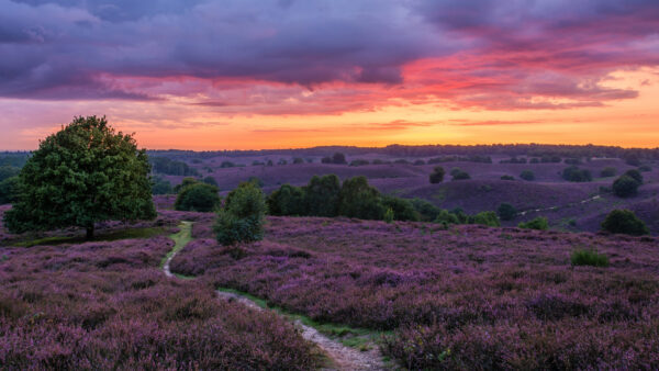 Wallpaper Desktop, Black, Under, Flowers, Sky, Yellow, Sunset, Purple, Clouds, During, Mobile