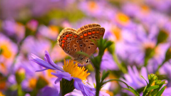 Wallpaper Flowers, Animals, Butterfly, Background, Flower, Shallow, Standing, Desktop, With