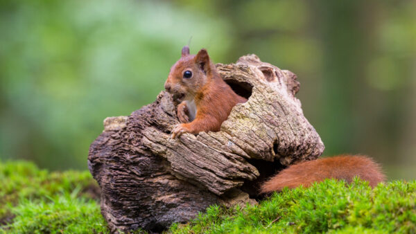 Wallpaper Standing, Wood, Desktop, Background, Squirrel, White, Mobile, Green, Inside, Blur, Brown