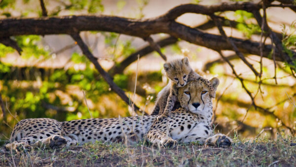 Wallpaper Branches, Lying, With, Background, Grass, Cub, Tree, Cheetah, Down