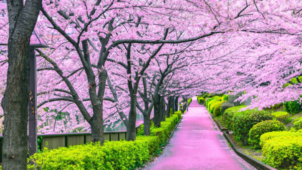 Wallpaper Between, Pink, Bushes, Beautiful, Branches, Path, Park, Nature, Blossom, Trees, Plants, Scenery
