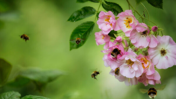 Wallpaper Blossom, Flying, Flowers, Bumblebees, Are, Desktop, Rose, Animals, Aorund