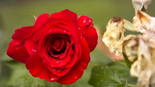 Wallpaper Flowers, Rose, Green, Closeup, Desktop, Red, Background, Flower, Petals, Mobile, Blur, View