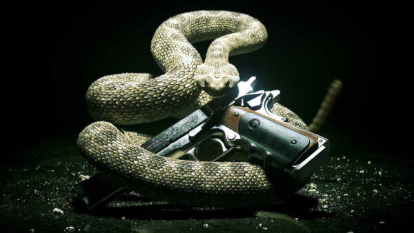 Wallpaper Gun, Gambar, Desktop, With, Snake