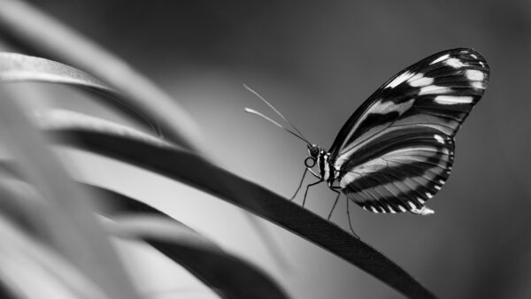 Wallpaper Mobile, Image, And, Desktop, Design, White, Black, Background, Dark, Butterfly