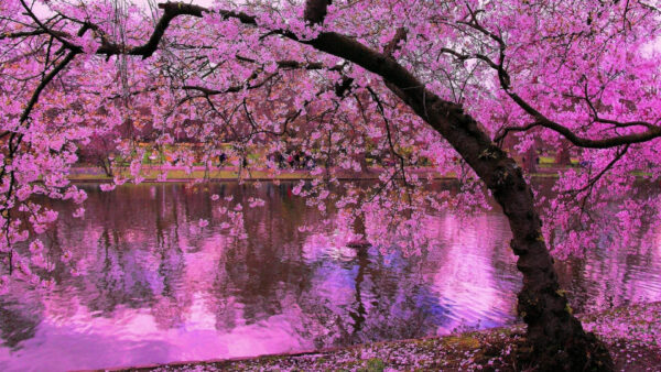 Wallpaper Flowers, Reflection, Spring, Water, Beautiful, Pink, Tree, Branches, Blossom