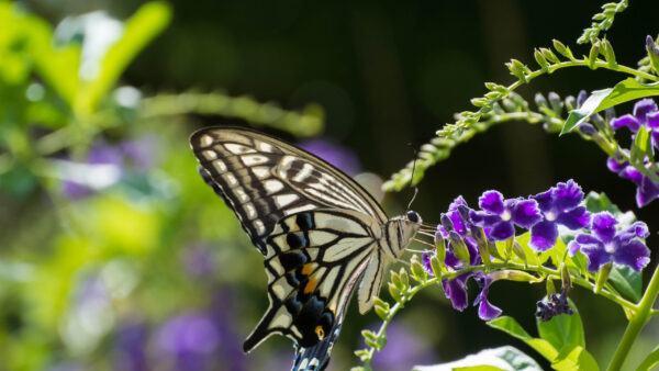 Wallpaper Background, Lines, Blur, Purple, Yellow, Black, Desktop, Green, Butterfly, Flowers