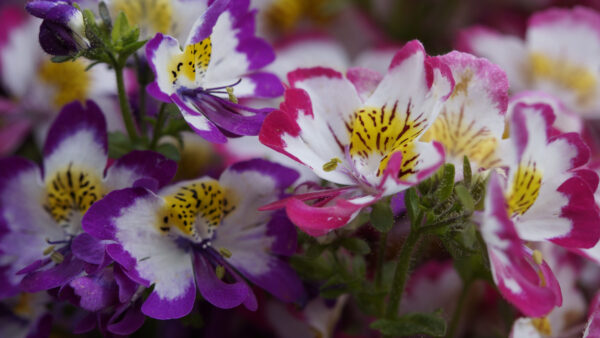 Wallpaper Blur, Purple, Flowers, Background, Pink, Yellow, Field