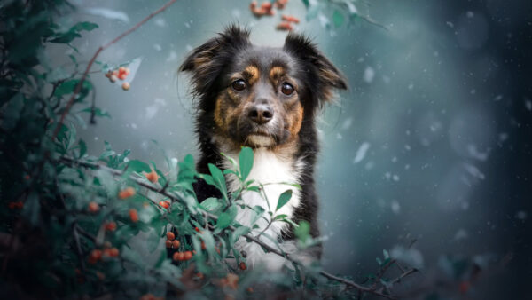 Wallpaper Dog, Snow, White, Background, Falling, Brown, Black