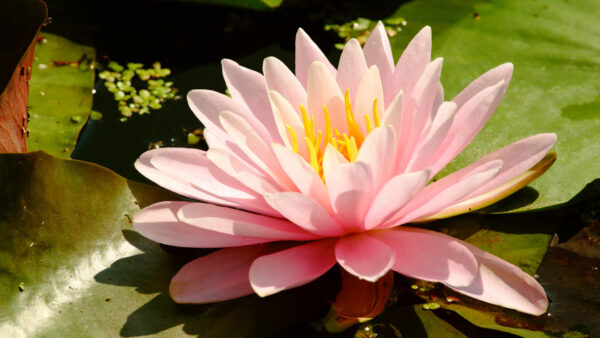 Wallpaper Water, Pink, Closeup, Lily, View, Green, Leaves, Flowers