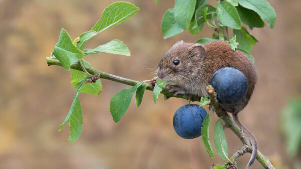 Wallpaper Desktop, Branch, Squirrel, Brown