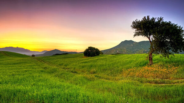 Wallpaper Grass, Purple, Yellow, Sky, Tree, Mountain, Green, Nature, Field, Background, Light