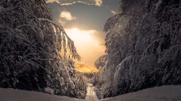 Wallpaper Between, Frozen, Scenery, Forest, Covered, Road, Trees, Path, Mobile, Winter, Snow, Desktop