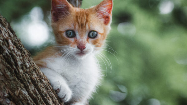 Wallpaper Blur, Brown, Trunk, Green, Tree, White, Bokeh, Cat, Cute, Background, Sitting