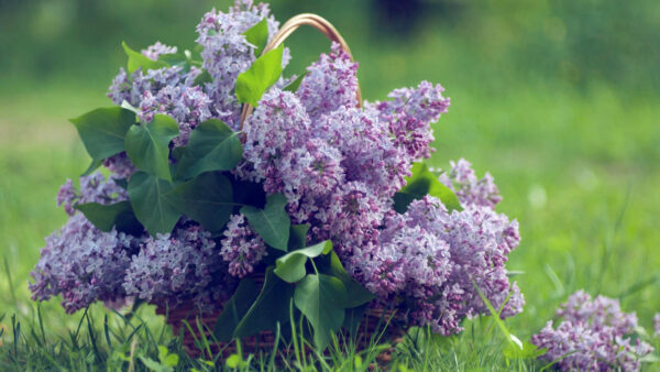 Wallpaper Basket, Flowers, Grass, Background, Spring, Blur, Lilac, Green