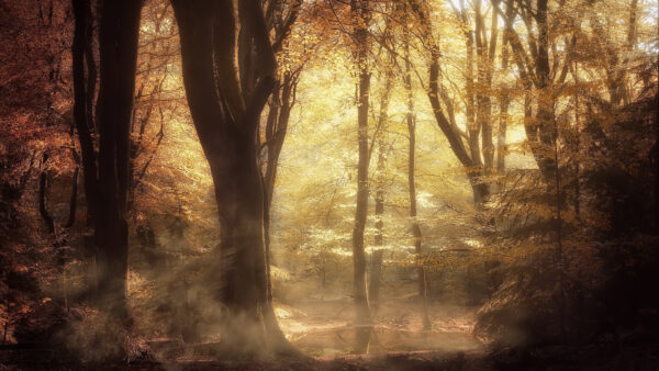 Wallpaper Trees, During, Desktop, Forest, And, Sunlight, Fall, With, Nature