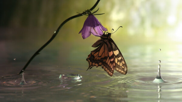 Wallpaper Brown, Flower, Black, Butterfly, Purple