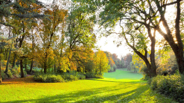 Wallpaper Grass, Trees, Background, Nature, Sunbeam, Leafed, Green, Shadow