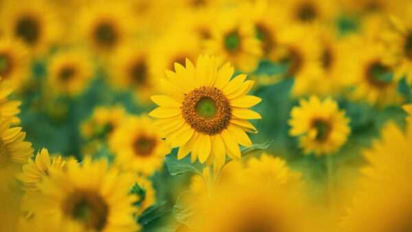 Wallpaper Sunflowers, Blur, View, Sunflower, Closeup, Field, Background