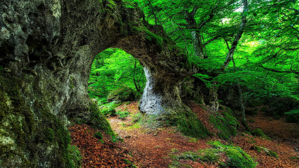 Wallpaper Background, Nature, Leaves, Tree, Forest, Branch, Green