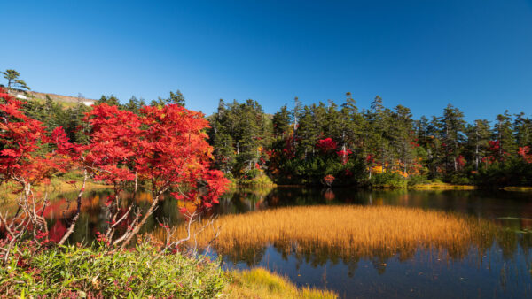 Wallpaper Field, Lake, Autumn, Under, Beautiful, Dry, Trees, Grass, Reflection, Water, Blue, Sky