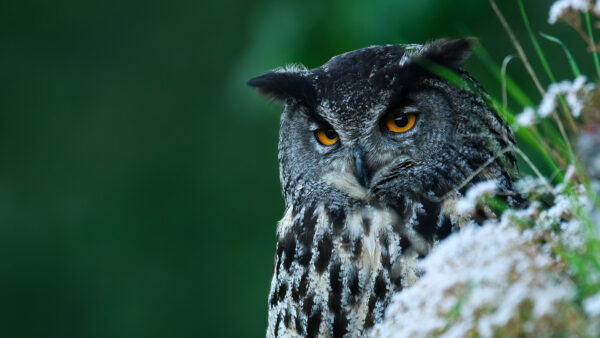 Wallpaper Yellow, Background, White, Black, Owl, Eyes, Green