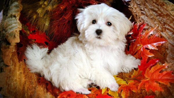 Wallpaper Puppy, White, Dog, Fluffy, Maltese