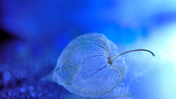 Wallpaper Flower, Closeup, Background, Photo, Blue, White, Transparent, Image