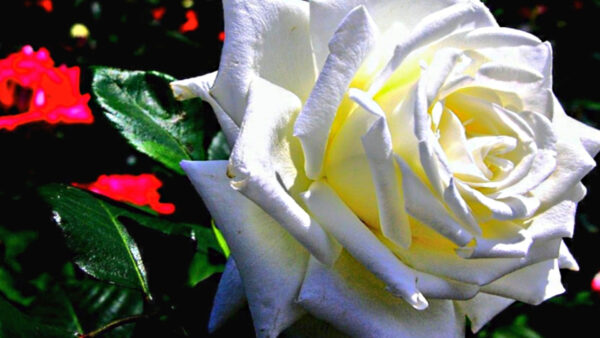 Wallpaper Flowers, Closeup, White, View, Colorful, Rose, Background, Flower