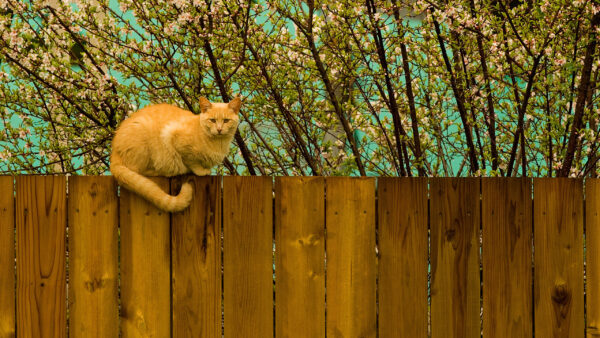 Wallpaper Blossom, Light, Background, Brown, White, Tree, Flowers, Fence, Wood, Branches, Cat, Sitting