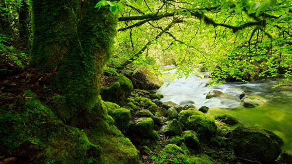 Wallpaper Surrounded, Plants, Stream, Covered, River, Stones, Green, Rocks, Nature, Algae, Trees, Autumn