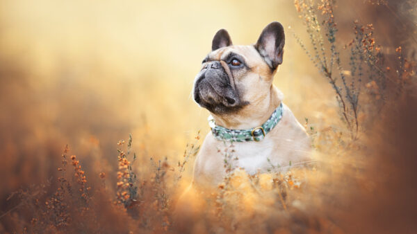 Wallpaper With, Looking, Sad, Face, Silhouette, Background, Dog, French, Bulldog