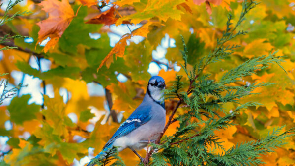 Wallpaper Background, Bird, Autumn, Tree, Leaves, Blue, Branch, White, Jay, Fall