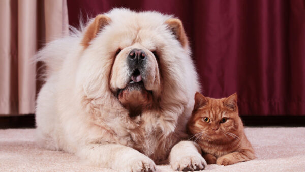 Wallpaper Brown, Maroon, Chow, Are, Texture, Sitting, Background, And, Cat, Dog
