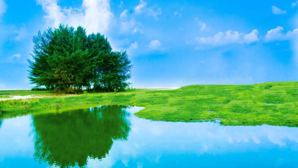 Wallpaper Blue, Under, Sky, Field, Tree, White, Grass, Branches, Reflection, Water, Green, Clouds