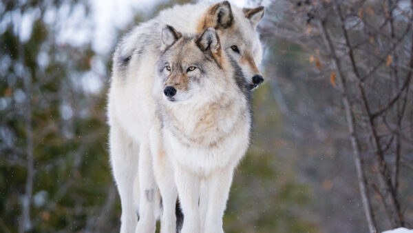 Wallpaper Are, White, Background, Wolves, Wolf, Black, Standing, Blur, Brown