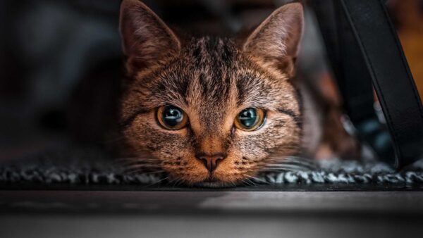 Wallpaper Black, With, Look, Car, Inside, Sitting, Cat, Brown, Stare