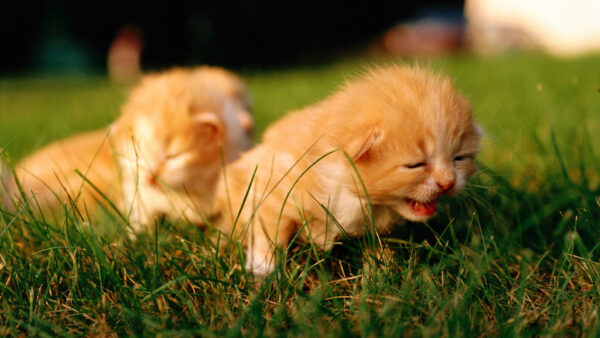 Wallpaper Light, Green, Grass, Field, Cat, Expressions, Funny, Kittens, White, Brown, Face