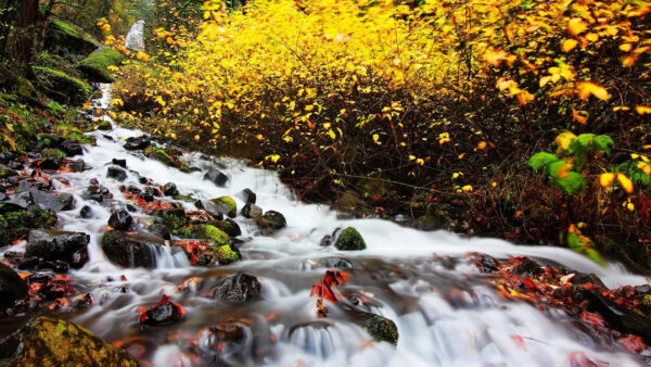 Wallpaper Fall, Algae, Water, Covered, Stones, Leaves, Yellow, Stream, Plants