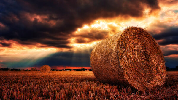 Wallpaper Background, Nature, Sunset, Harvested, During, Silhouette, Field, Wheat