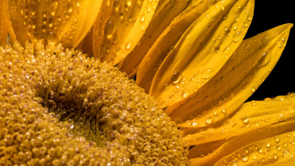 Wallpaper Water, Dark, Yellow, Closeup, Photography, View, Petals, Sunflower, With, Drops, Background