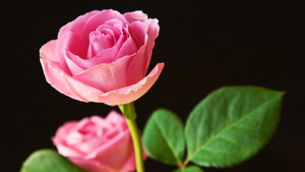 Wallpaper Roses, Pink, Best