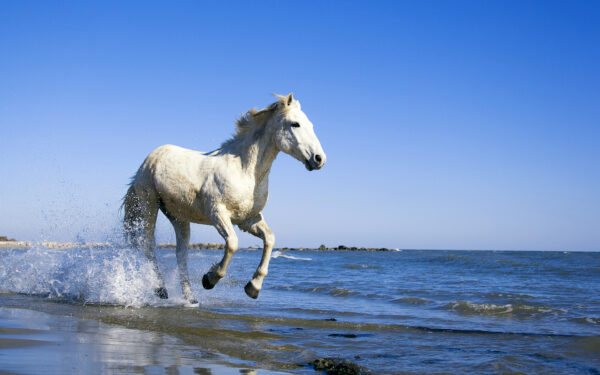 Wallpaper White, Camargue, Horse